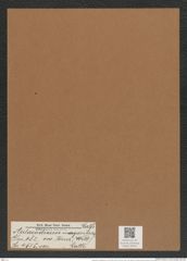 Aulacodiscus margaritaceus var. tener (Witt.) Rattr. (de-Toni-Nr.: Genus 182, Species 4515) Zeichnungen Sammlung Grunow Mappe 04441 (Herbarium_W_Grunow_drawings_Folder_04441)